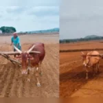 halshi parisarat bhat pernichya kamanna veg