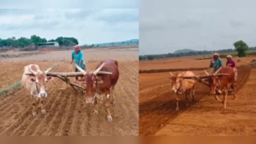 halshi parisarat bhat pernichya kamanna veg