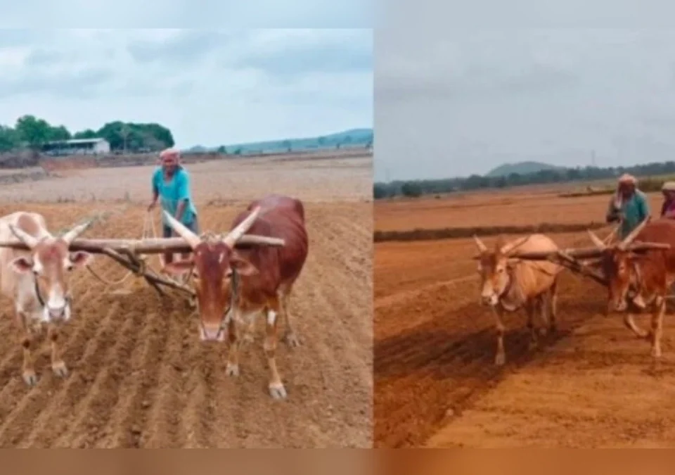 halshi parisarat bhat pernichya kamanna veg