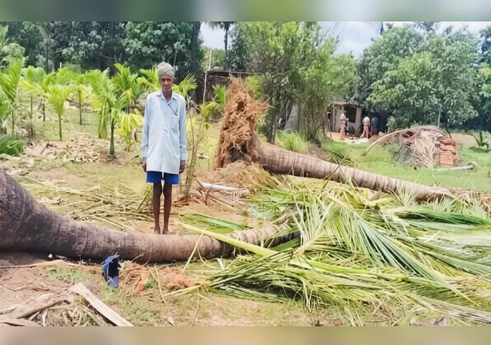 khanapuratil varkade patye bhagat jangli hattincha dhumakul