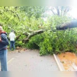 khanapur-halyal mahamargavar jhad kosalun vruddha gambhir jakhmi