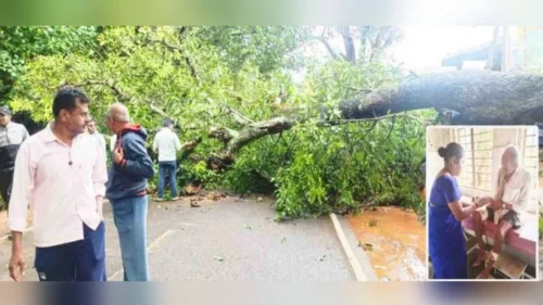 khanapur-halyal mahamargavar jhad kosalun vruddha gambhir jakhmi