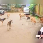 belgaav jilhyatil 28 hajaranhun adhik mokat kutryanvar niyantranasathi kadak upayayojana