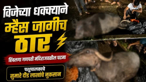 vijechya dhakkayane mhais jagich thar