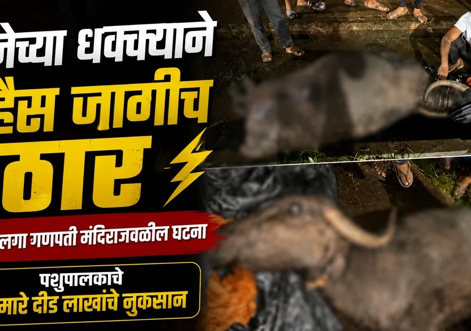 vijechya dhakkayane mhais jagich thar