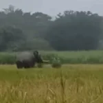 hattincha kalap jangalat hakalnyasathi van vibhagache ratrabhar combing operation