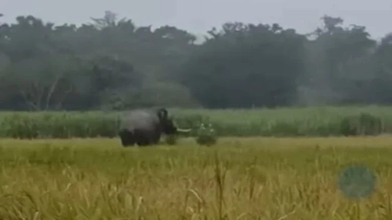 hattincha kalap jangalat hakalnyasathi van vibhagache ratrabhar combing operation