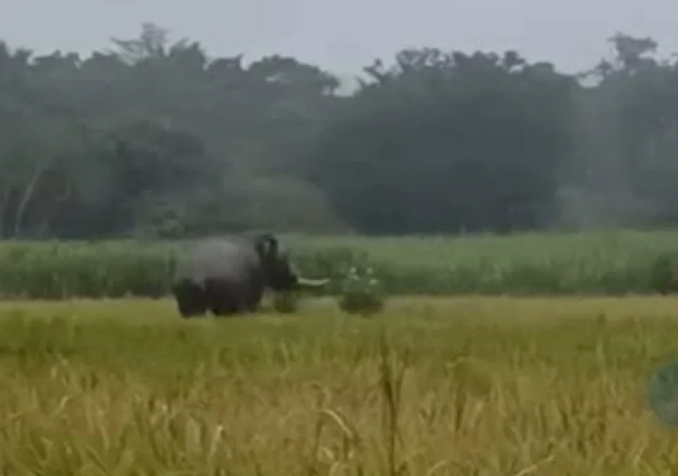 hattincha kalap jangalat hakalnyasathi van vibhagache ratrabhar combing operation